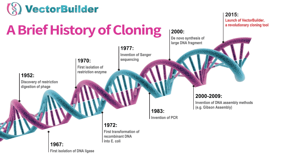 My Favorite Cloning Castle VectorBuilder